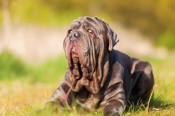 Mastino Napoletano Dogs Ras: Karakter, Levensduur & Prijs | Puppyplaats