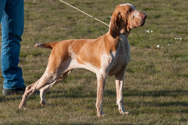 Bracco Italiano Dogs Razza - Prezzo, Temperamento & Foto | AnnunciAnimali