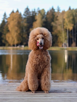 Poodle Dogs Breed - Information, Temperament, Size & Price | Pets4Homes