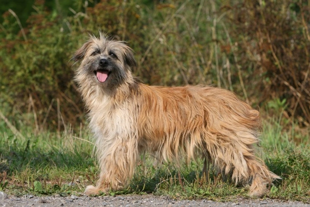 Pastor de los Pirineos de cara rasa Dogs Raza - Características, Fotos & Precio | MundoAnimalia