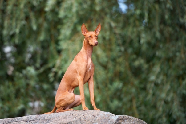 Cirneco del Etna Dogs Raza - Características, Fotos & Precio | MundoAnimalia
