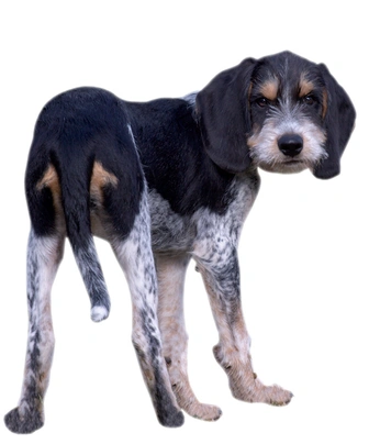 Grifón Azul de Gascuña Dogs Raza - Características, Fotos & Precio | MundoAnimalia