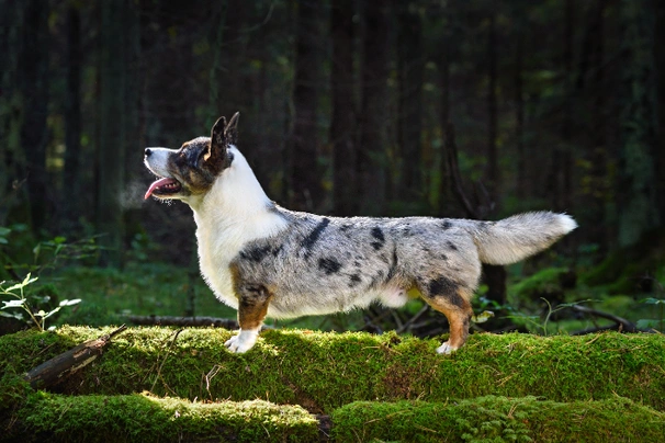 Corgi dog breed profile