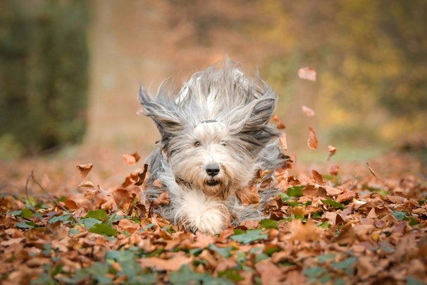 Vousatá kolie Dogs Plemeno / Druh: Povaha, Délka života & Cena | iFauna