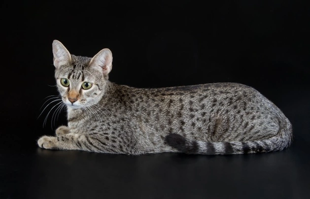 Egyptian sales mau cost