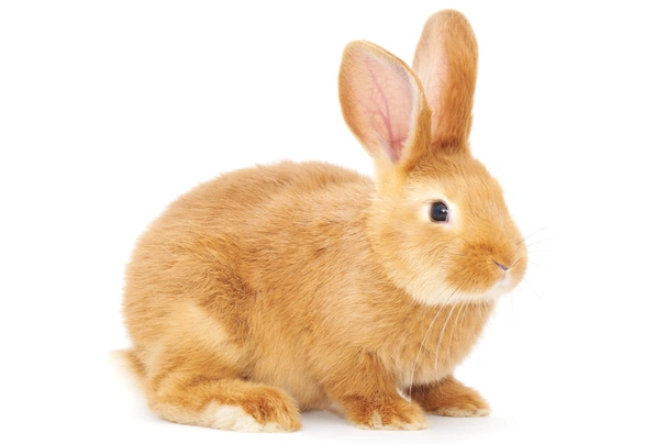 Sussex Rabbits Breed - Information, Temperament, Size & Price | Pets4Homes