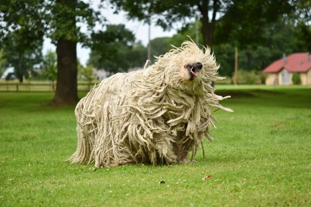 Komondor hot sale