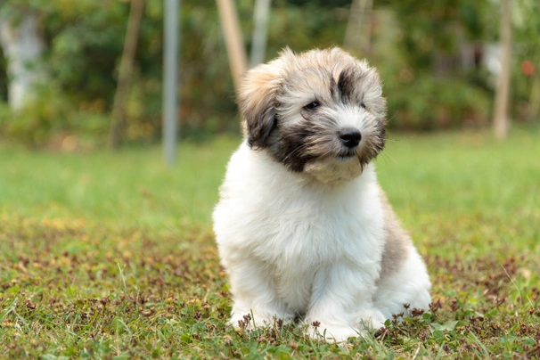 Coton de Tulear Dogs Razza - Prezzo, Temperamento & Foto | AnnunciAnimali