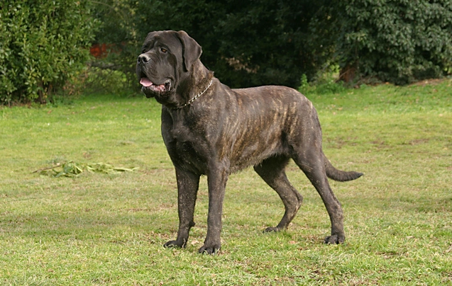 Anglický mastif Dogs Informace - velikost, povaha, délka života & cena | iFauna