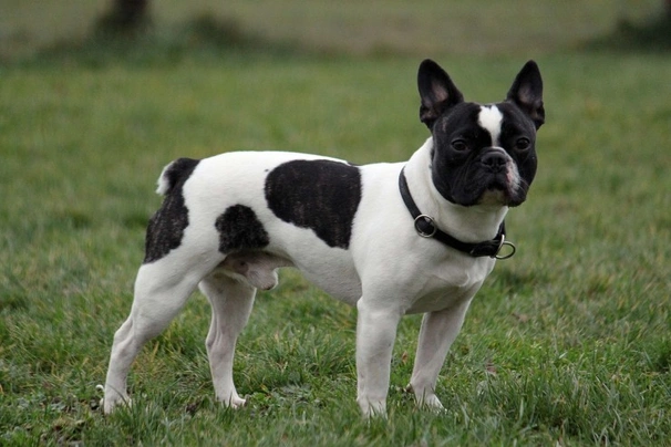 French Bulldog Dogs Breed - Information, Temperament, Size & Price | Pets4Homes