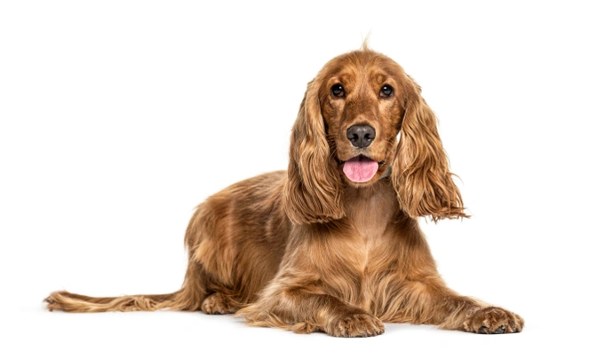 Cocker Spaniel Inglese: storia, aspetto, carattere, cura e prezzo