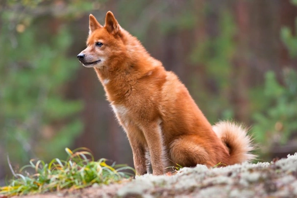 Finnish Spitz Dogs Breed - Information, Temperament, Size & Price | Pets4Homes