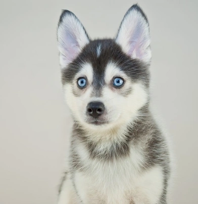 Pomsky Dogs Breed - Information, Temperament, Size & Price | Pets4Homes