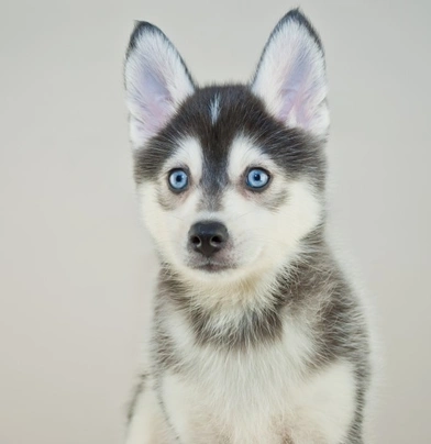 Pomsky Dogs Raza - Características, Fotos & Precio | MundoAnimalia