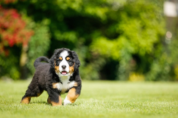 Bernese Mountain Dog Dogs Breed - Information, Temperament, Size & Price | Pets4Homes