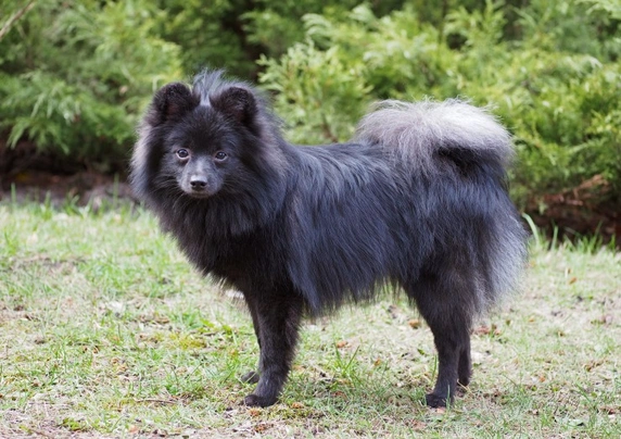 Spitz dog sale black