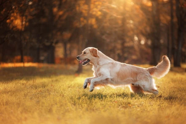 Zlatý retrívr Dogs Informace - velikost, povaha, délka života & cena | iFauna