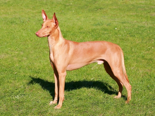 Pharaoh Hound Dogs Breed - Information, Temperament, Size & Price | Pets4Homes
