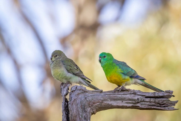 Papoušek zpěvavý Birds Informace - velikost, povaha, délka života & cena | iFauna