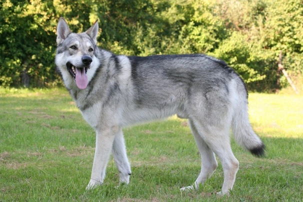 Perro Lobo de Saarloos Dogs Raza - Características, Fotos & Precio | MundoAnimalia