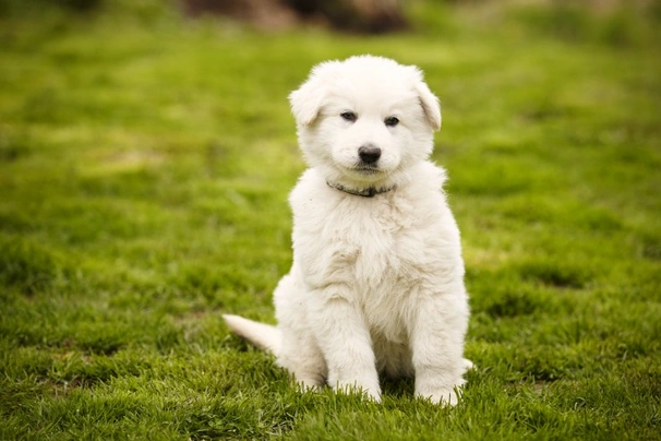 White Swiss Shepherd Dogs Breed - Information, Temperament, Size & Price | Pets4Homes
