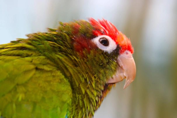 Pyrura rudohlavý Birds Informace - velikost, povaha, délka života & cena | iFauna
