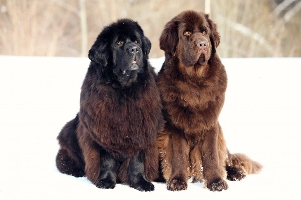 cuanto pesan los perros terranova