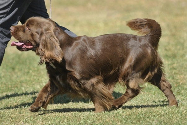 Sussex best sale spaniel price