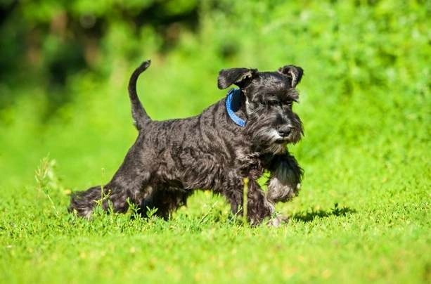 Miniature Schnauzer Dogs Breed - Information, Temperament, Size & Price | Pets4Homes