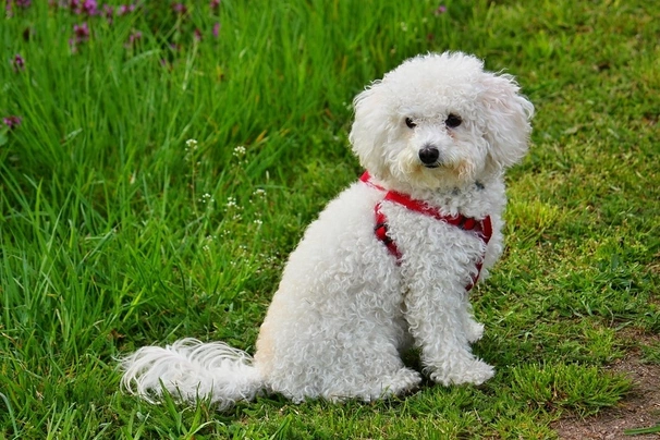 Bolognezer Dogs Ras: Karakter, Levensduur & Prijs | Puppyplaats