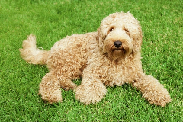 Labradoodle Dogs Breed - Information, Temperament, Size & Price | Pets4Homes