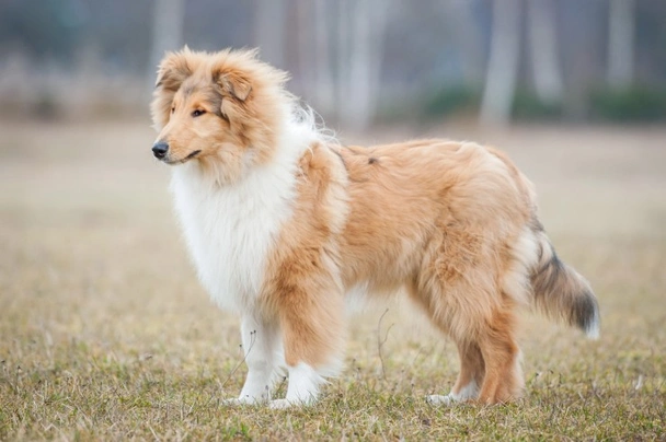 Rough Collie Dogs Breed - Information, Temperament, Size & Price | Pets4Homes