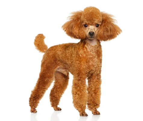 Toy Poodle Dogs Breed - Information, Temperament, Size & Price | Pets4Homes