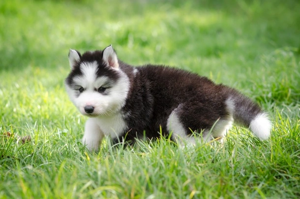 Siberian Husky Dogs Breed - Information, Temperament, Size & Price | Pets4Homes