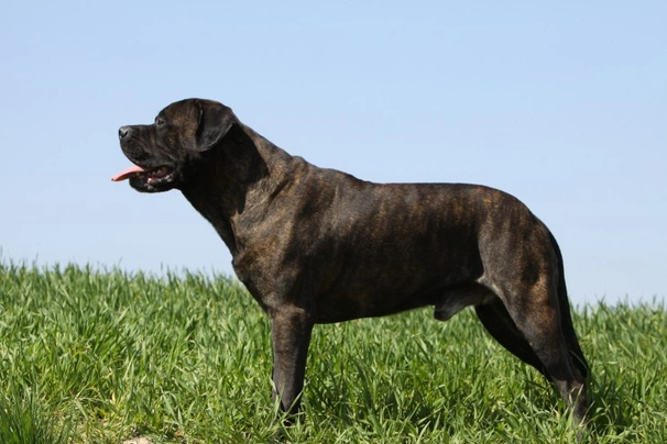 Bulmastif Dogs Informace - velikost, povaha, délka života & cena | iFauna