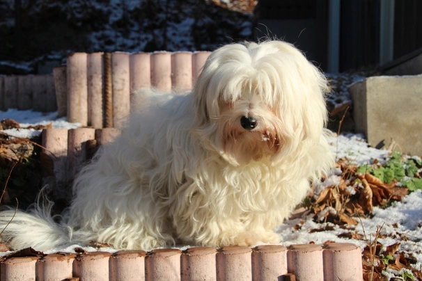 Coton de Tulear Dogs Razza - Prezzo, Temperamento & Foto | AnnunciAnimali