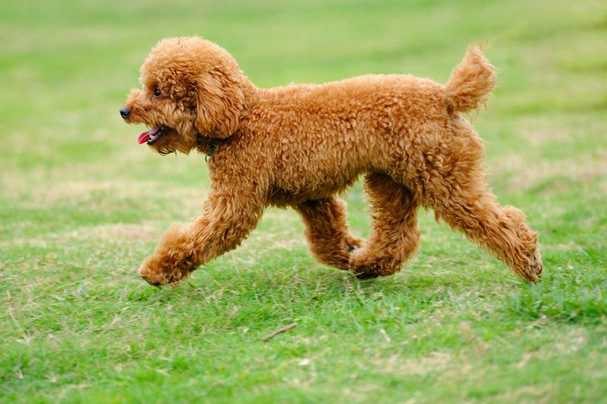 Adult miniature poodle sale