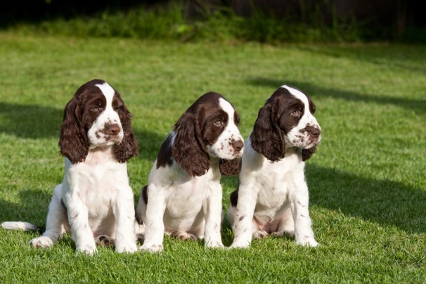 Anglický špringršpaněl Dogs Informace - velikost, povaha, délka života & cena | iFauna