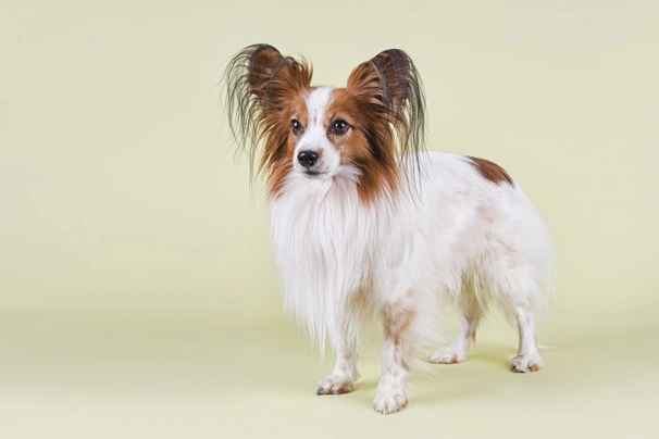 Malý kontinentální španěl Dogs Informace - velikost, povaha, délka života & cena | iFauna