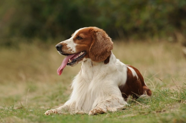 Welsh Springer Spaniel Dogs Ras: Karakter, Levensduur & Prijs | Puppyplaats