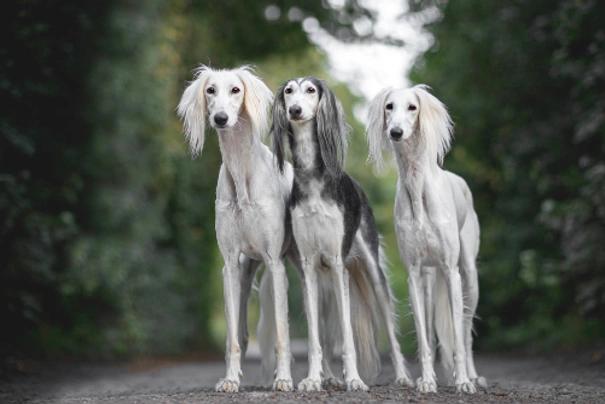 Saluka Dogs Plemeno / Druh: Povaha, Délka života & Cena | iFauna