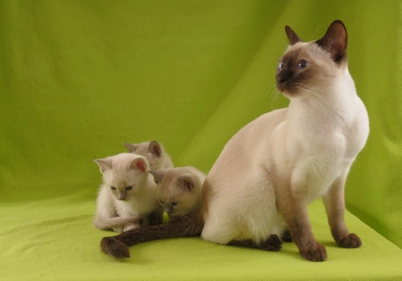 Tonkinese best sale cat price