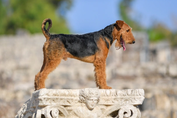 Airedale Terriër Dogs Ras: Karakter, Levensduur & Prijs | Puppyplaats