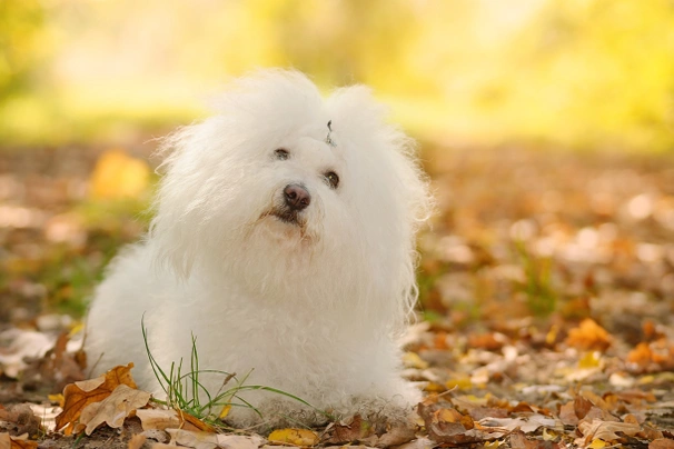 Bolognezer Dogs Ras: Karakter, Levensduur & Prijs | Puppyplaats