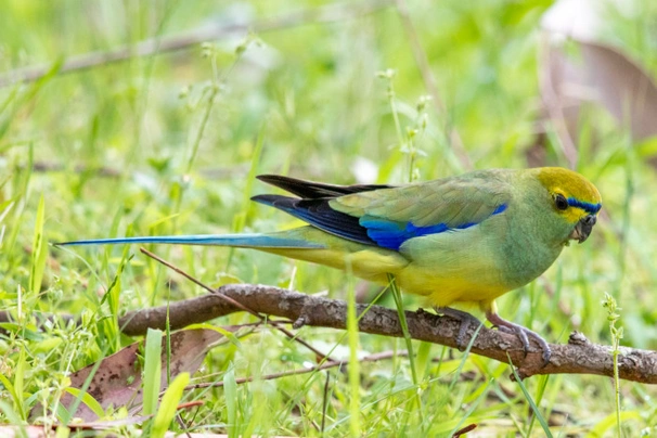 Neoféma modrokřídlá Birds Informace - velikost, povaha, délka života & cena | iFauna