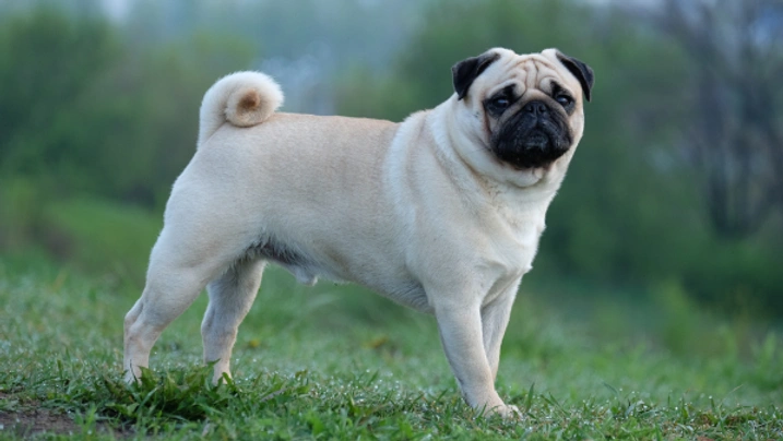 Pug. Three months old female dog with rare fur color silver gray sitting on  a gray sheepskin. Germany - SuperStock