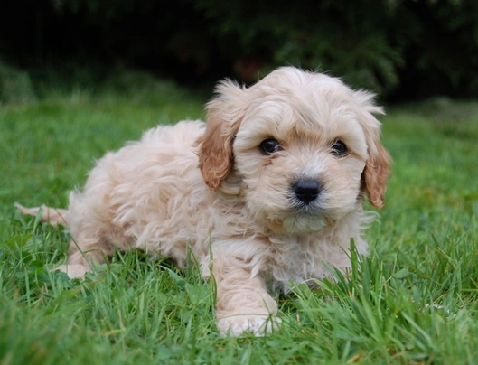 Cavapoo cross hot sale shih tzu