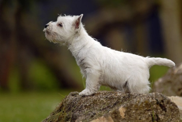 Schotse Terriër Dogs Ras: Karakter, Levensduur & Prijs | Puppyplaats