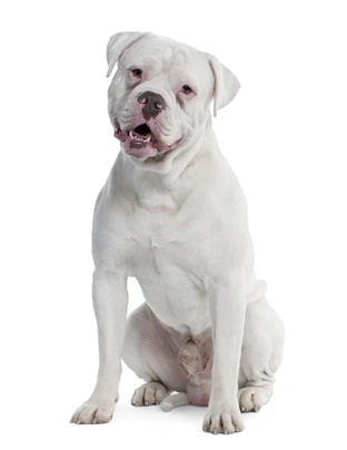 Staffy cross store old tyme bulldog