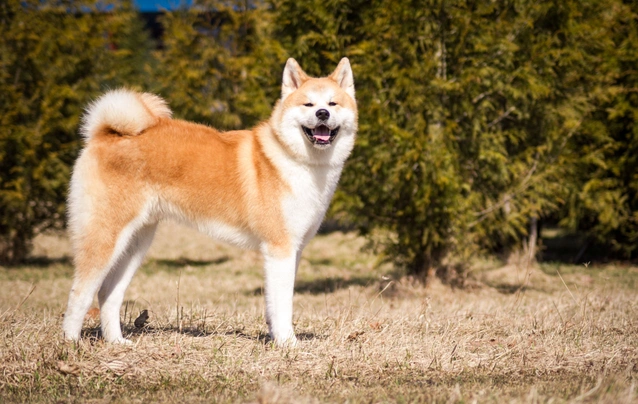 Akita inu Dogs Informace - velikost, povaha, délka života & cena | iFauna